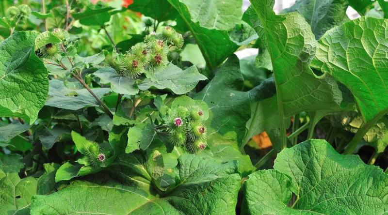 牛蒡种子中药材种子纯新牛蒡根大力子种籽野菜四季种植