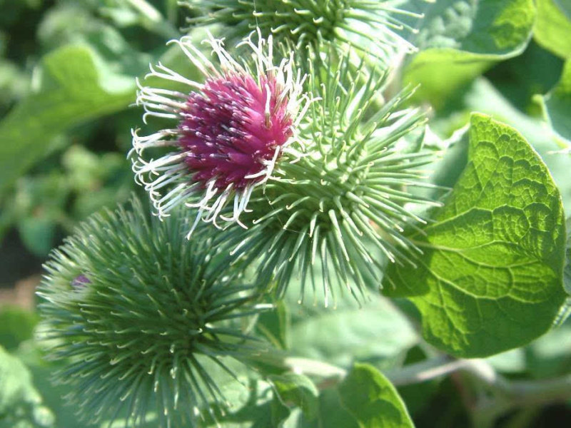 牛蒡种子中药材种子纯新牛蒡根大力子种籽野菜四季种植