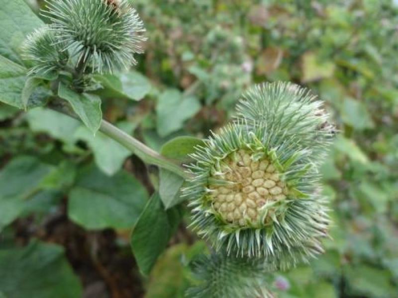 牛蒡种子中药材种子纯新牛蒡根大力子种籽野菜四季种植