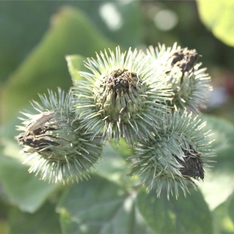 牛蒡种子中药材种子纯新牛蒡根大力子种籽野菜四季种植