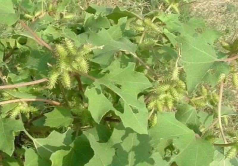 苍耳子中药材正宗野生长老的带刺毛苍耳种子泡脚鼻苍耳草