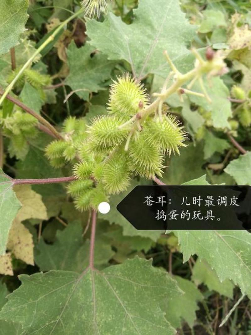 苍耳子中药材正宗野生长老的带刺毛苍耳种子泡脚鼻苍耳草