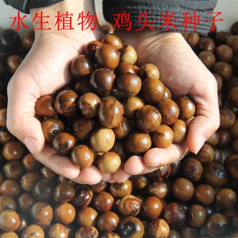 野生鸡头米种子籽芡实种苗鸡头果鸡头莲梗鸡头种子苗