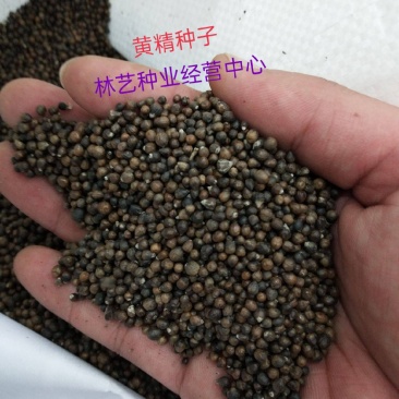 药材黄精种子鸡头黄精老虎姜鸡爪参爪子参黄鸡菜种