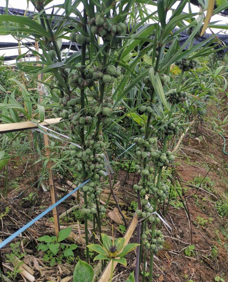 药材黄精种子鸡头黄精老虎姜鸡爪参爪子参黄鸡菜种