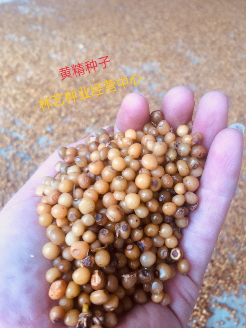 药材黄精种子鸡头黄精老虎姜鸡爪参爪子参黄鸡菜种