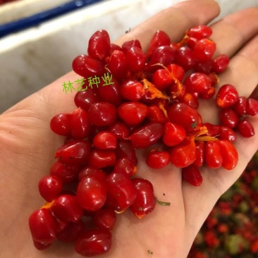 云南药材重楼种子苗子七叶一枝花种苗滇重楼独角莲种籽
