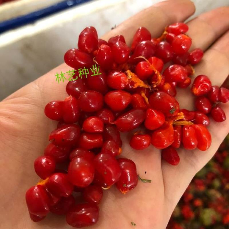 云南药材重楼种子苗子七叶一枝花种苗滇重楼独角莲种籽