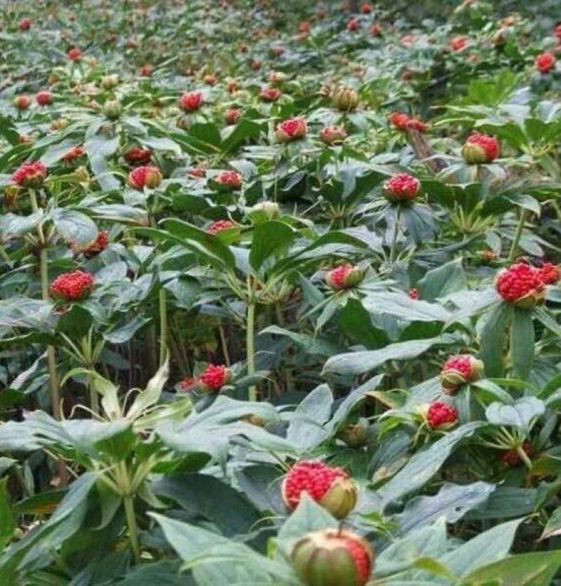 云南药材重楼种子苗子七叶一枝花种苗滇重楼独角莲种籽