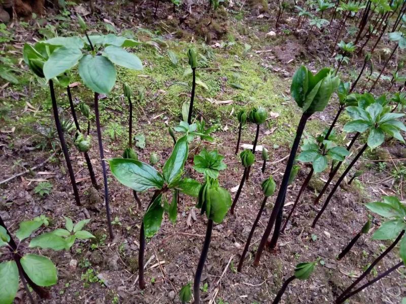 云南药材重楼种子苗子七叶一枝花种苗滇重楼独角莲种籽