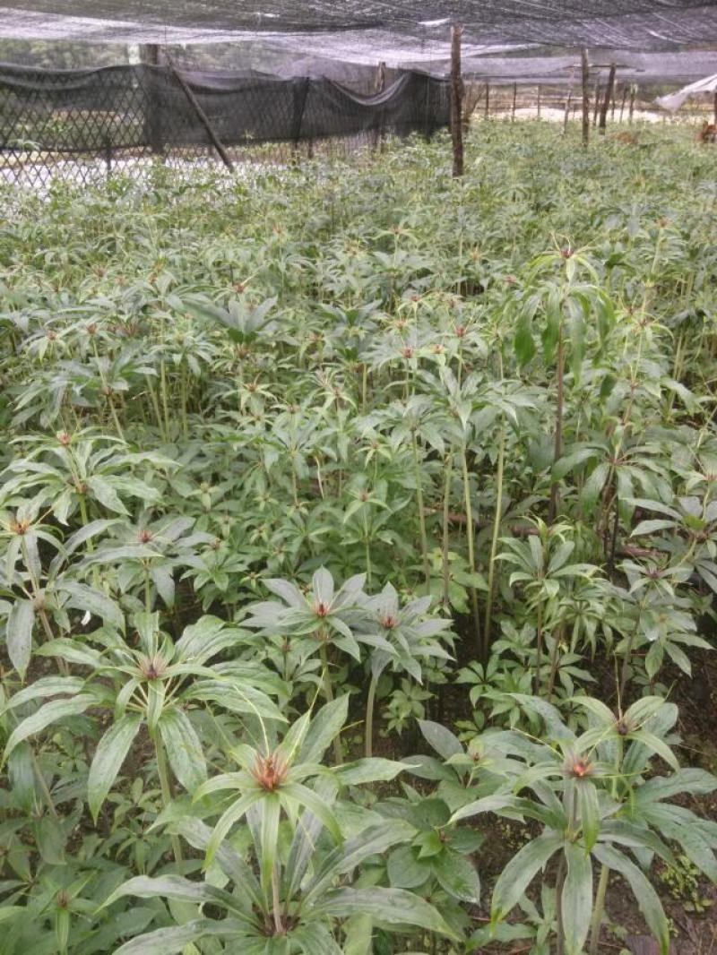云南药材重楼种子苗子七叶一枝花种苗滇重楼独角莲种籽