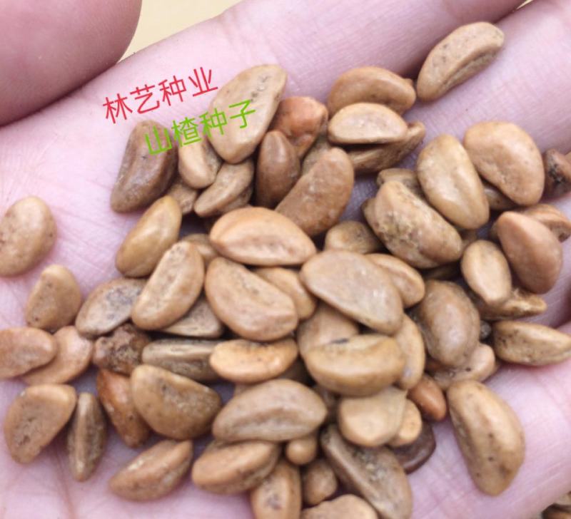 新采优质山楂树种籽野生山里红散装观果观花果树绿化植物林木