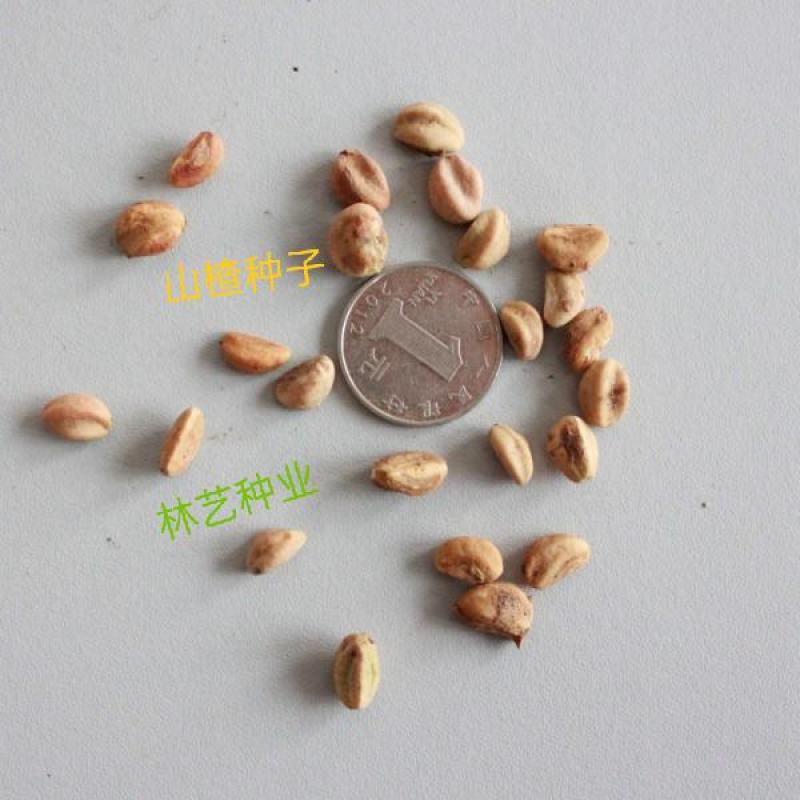新采优质山楂树种籽野生山里红散装观果观花果树绿化植物林木