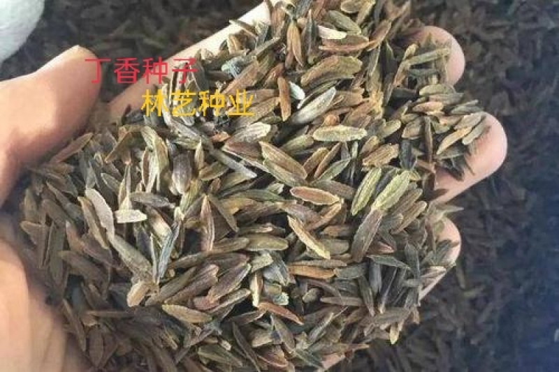 紫丁香种子丁香树种子耐寒树种白丁香小叶暴马丁香花种子