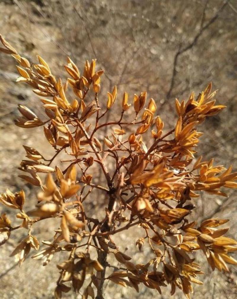 紫丁香种子丁香树种子耐寒树种白丁香小叶暴马丁香花种子