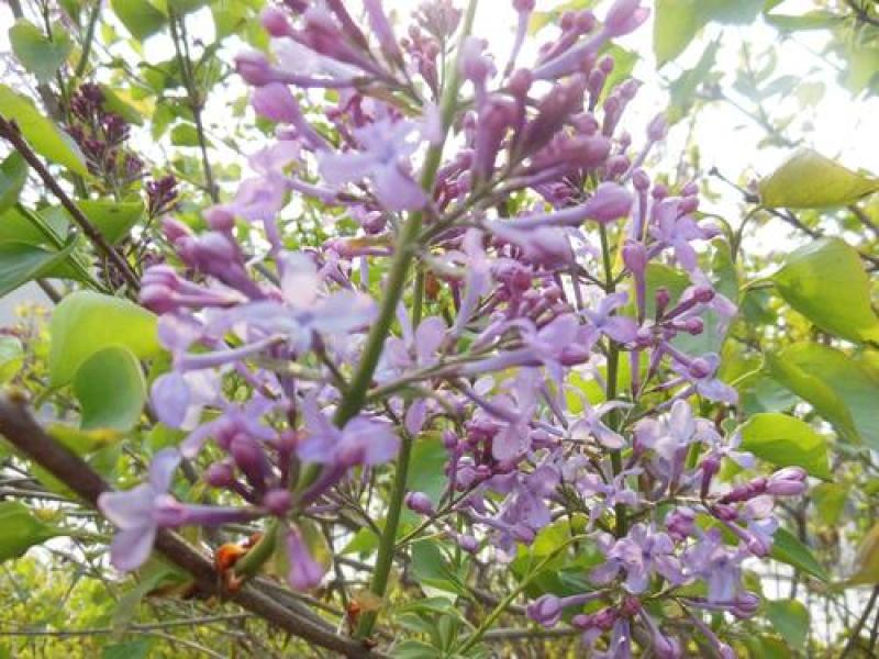 紫丁香种子丁香树种子耐寒树种白丁香小叶暴马丁香花种子