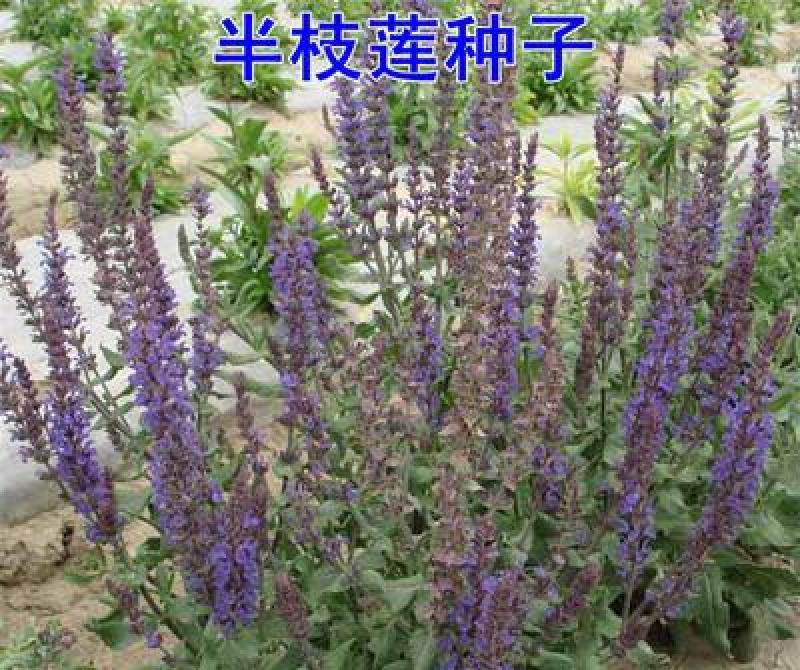 半枝莲种子野生半枝莲种子韩信草半边莲苗野生的半支莲