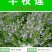半枝莲种子野生半枝莲种子韩信草半边莲苗野生的半支莲