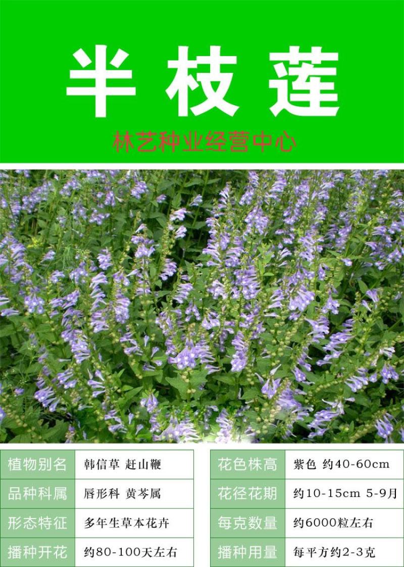 半枝莲种子野生半枝莲种子韩信草半边莲苗野生的半支莲