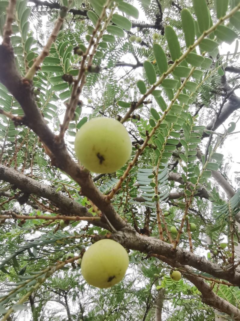 油甘牛柑果广东潮汕牛柑果油甘子货源充足厂家采购腌制榨汁