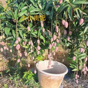 百色田阳芒果