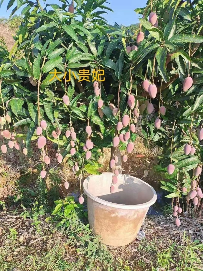 百色田阳芒果