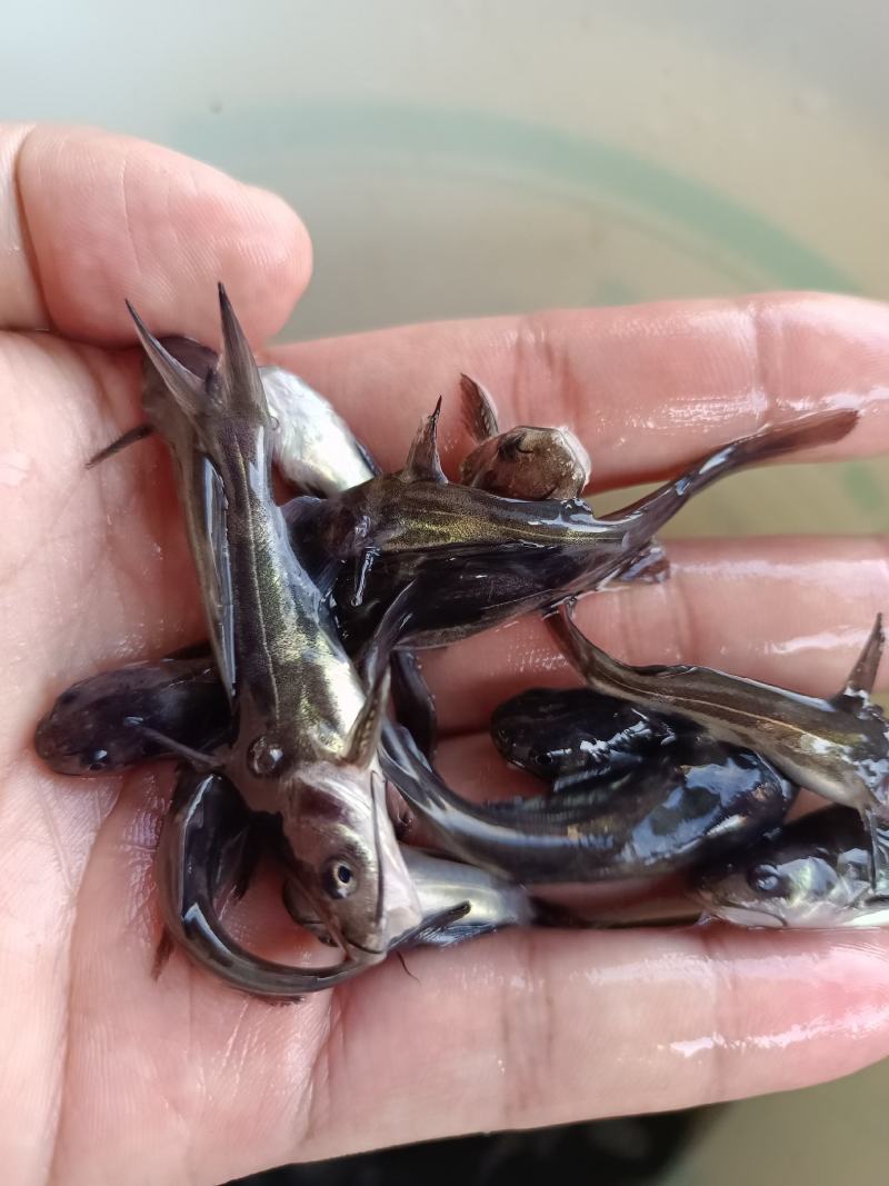 杂交黄骨鱼苗，苗场直供保质保量，养殖周期时间短，量大价优