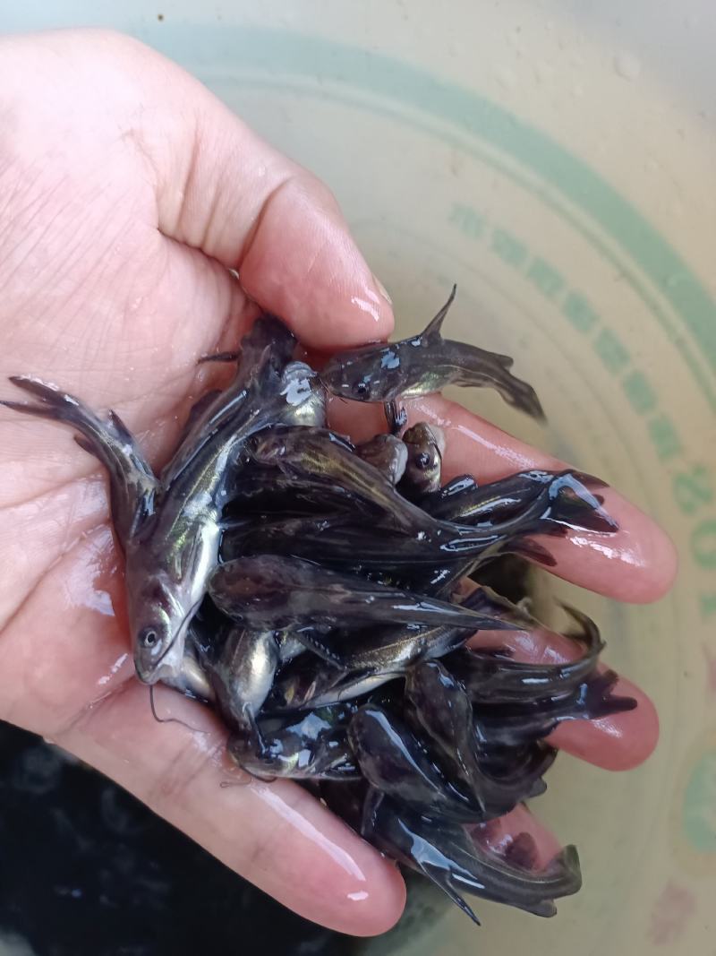 杂交黄骨鱼苗，苗场直供保质保量，养殖周期时间短，量大价优