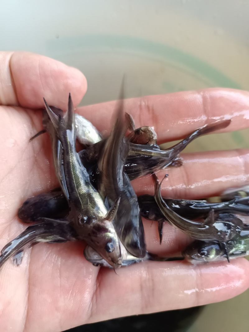 杂交黄骨鱼苗，苗场直供保质保量，养殖周期时间短，量大价优