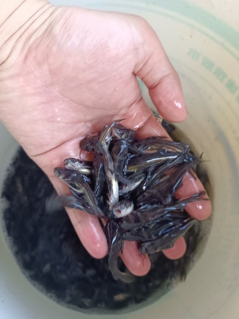 杂交黄骨鱼苗，苗场直供保质保量，养殖周期时间短，量大价优