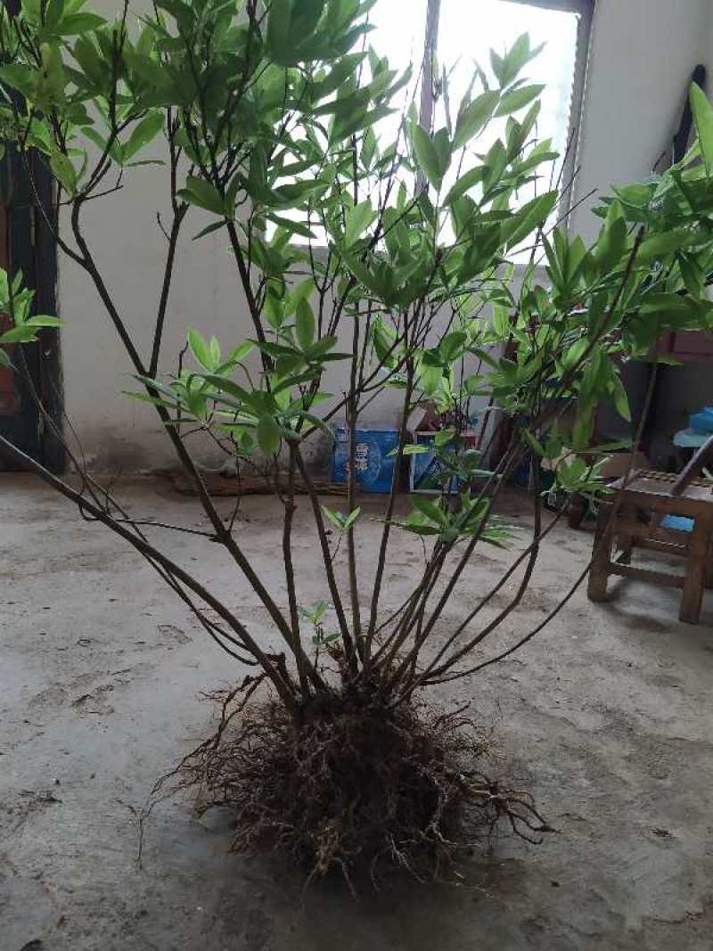 杜鹃