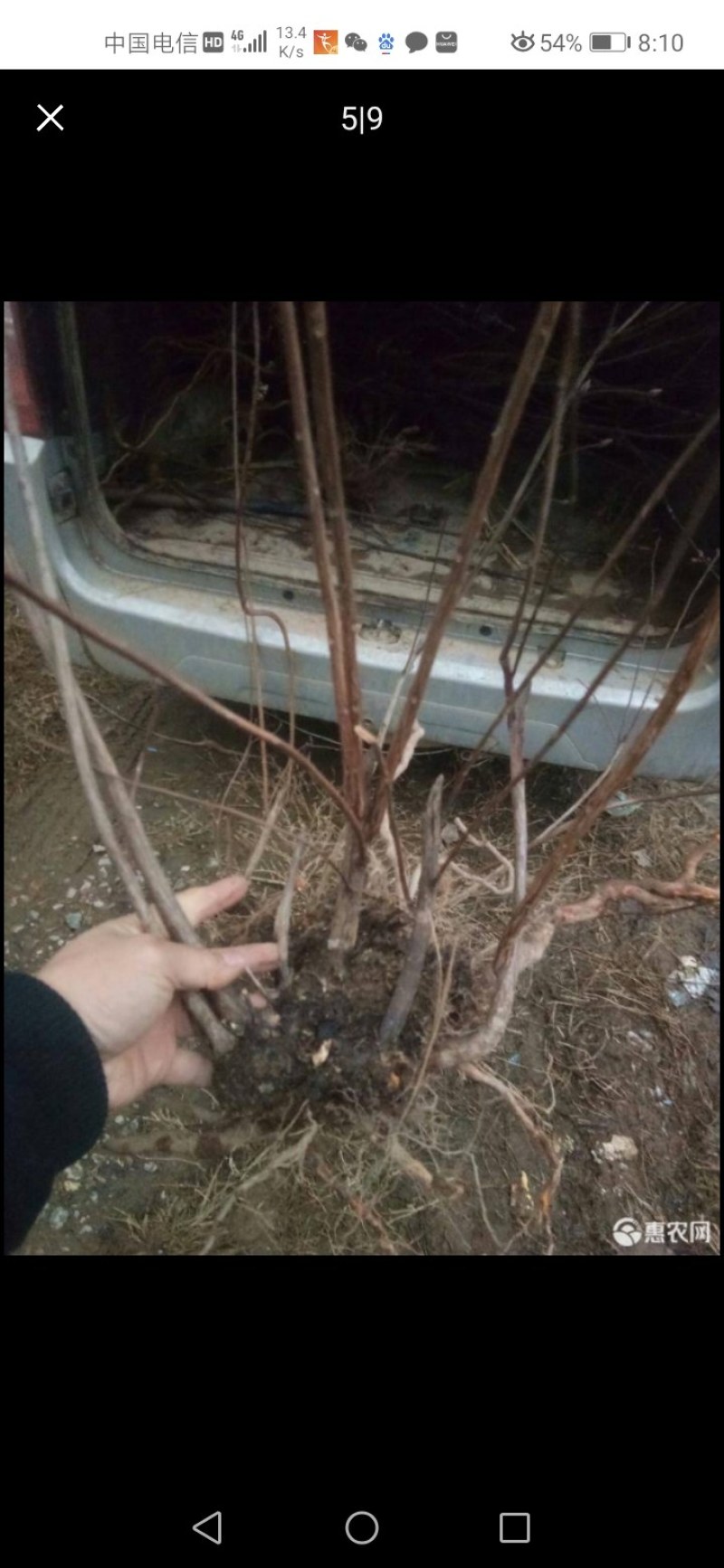 杜鹃