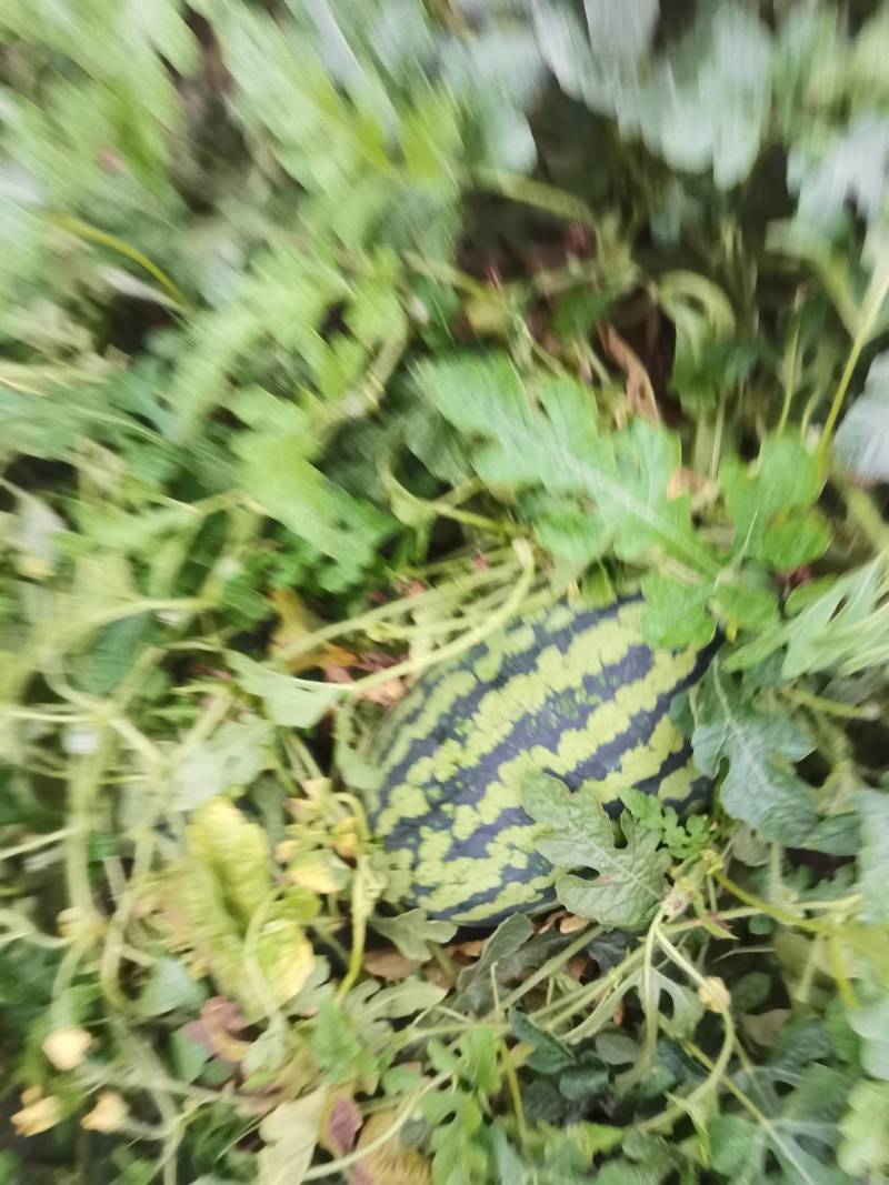 甘美4k西瓜头茬大量上市！糖分13以上，支持视频看货