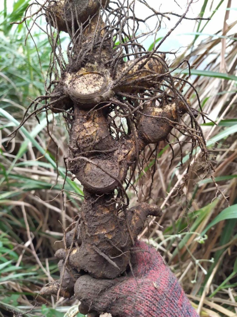 黄精