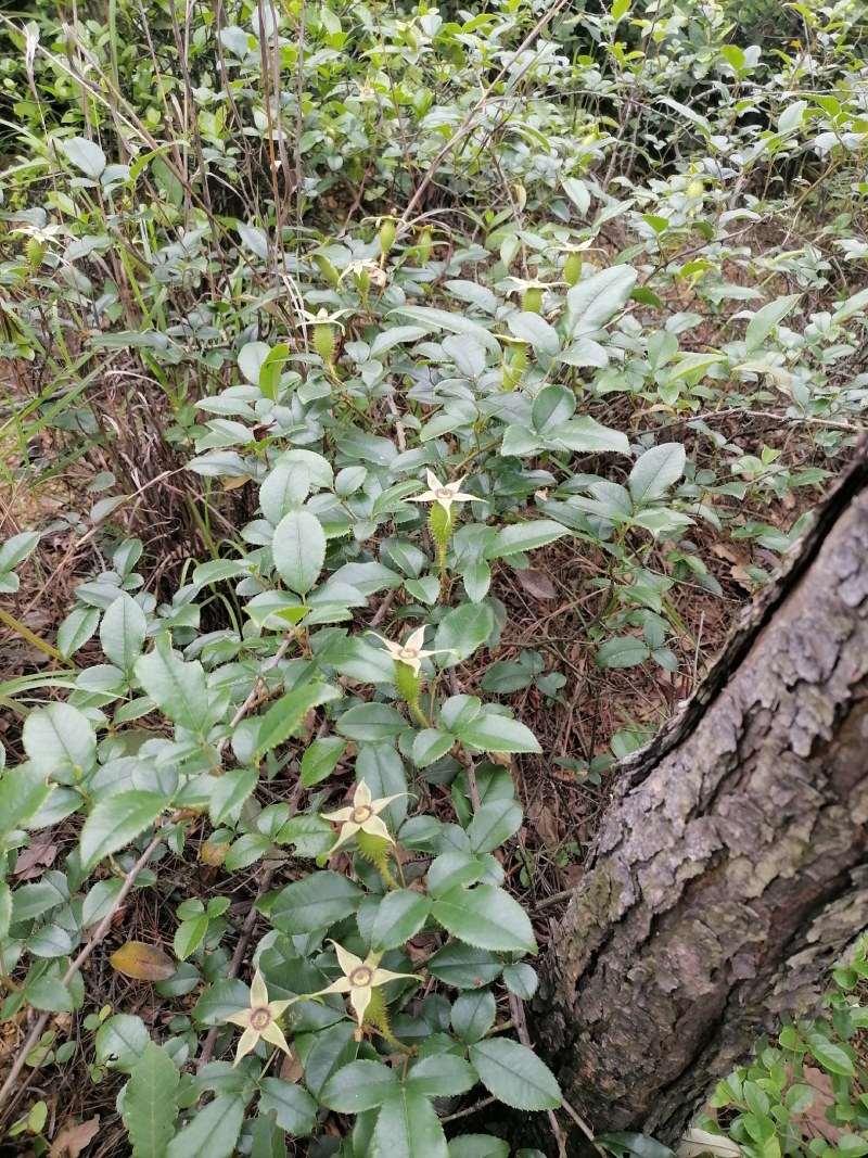 黄精