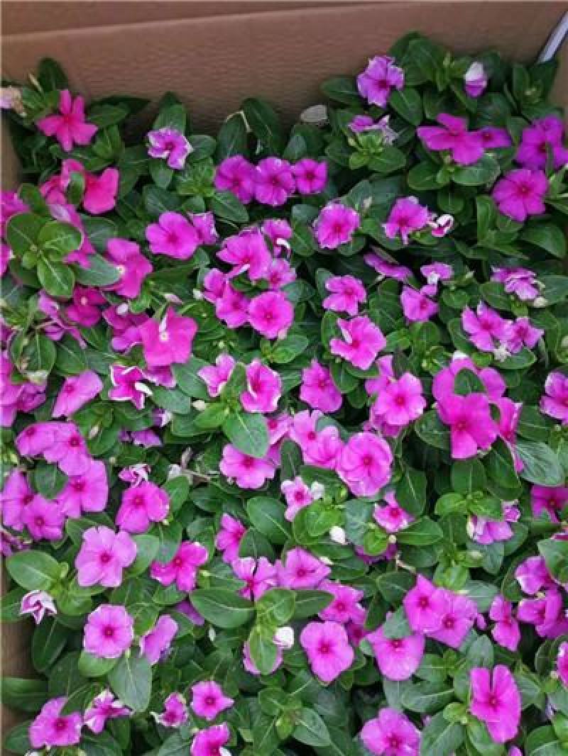 长春花，进口品种，花色多样，规格齐全，一手货源