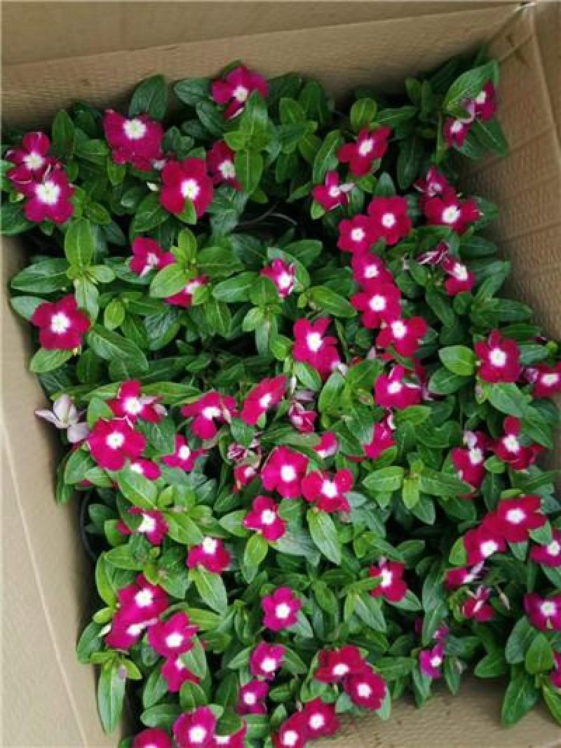 长春花，进口品种，花色多样，规格齐全，一手货源
