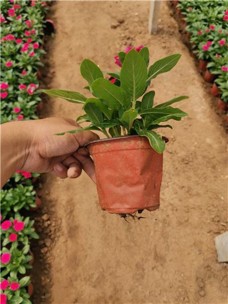 长春花，进口品种，花色多样，规格齐全，一手货源