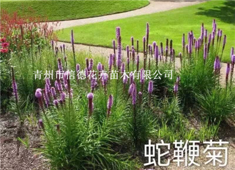 蛇鞭菊，大量有货，基地直发，一手货源，成活率高