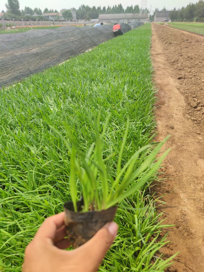 蛇鞭菊，大量有货，基地直发，一手货源，成活率高