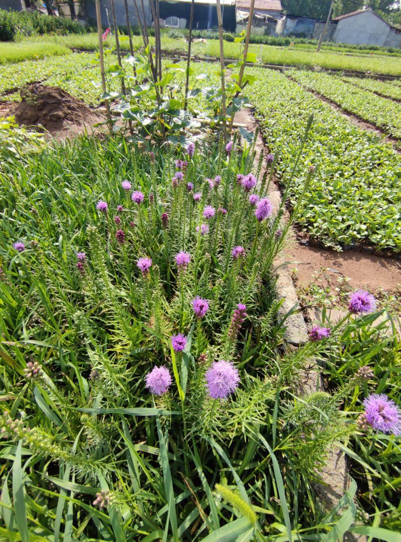 蛇鞭菊，大量有货，基地直发，一手货源，成活率高