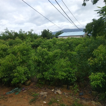樟树，小叶香樟