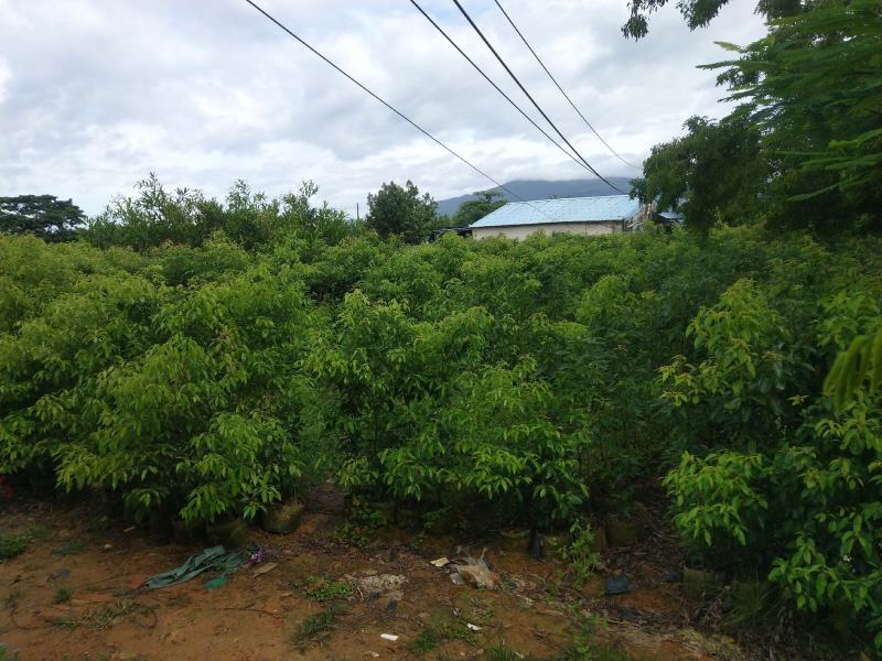 樟树，小叶香樟
