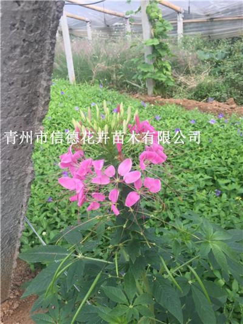醉蝶花，一手货源，大量有货，基地直发，山东青州货源