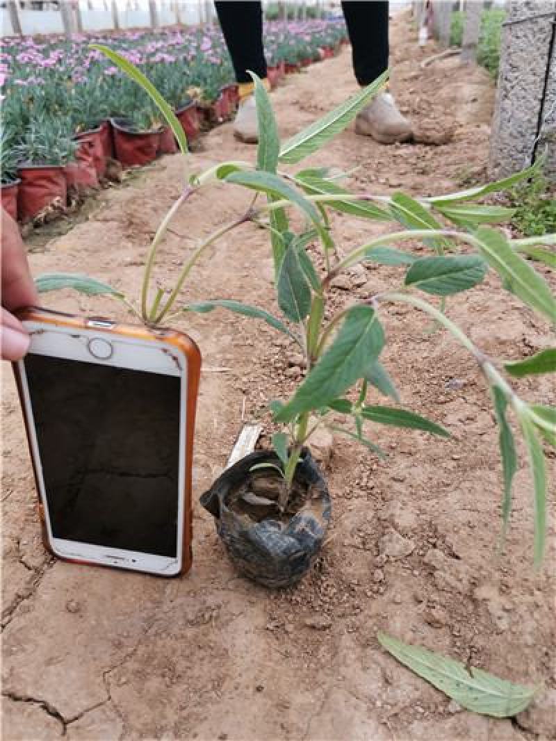 墨西哥鼠尾草，规格齐全，一手货源，大量有货