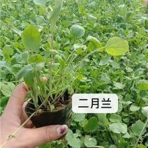 二月兰，花海公园，大量有货，基地直发，一手货源