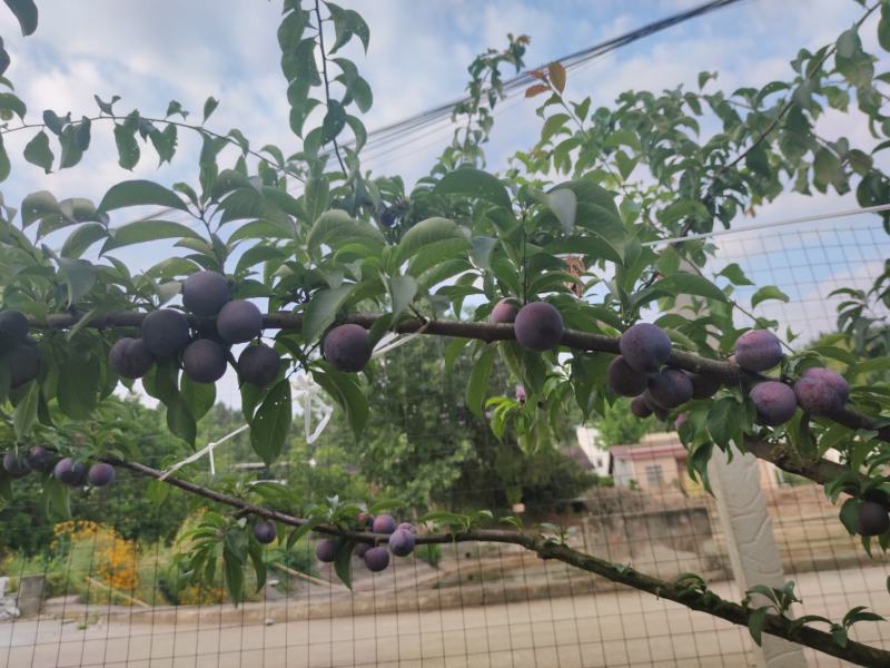 脆红李中小果批发