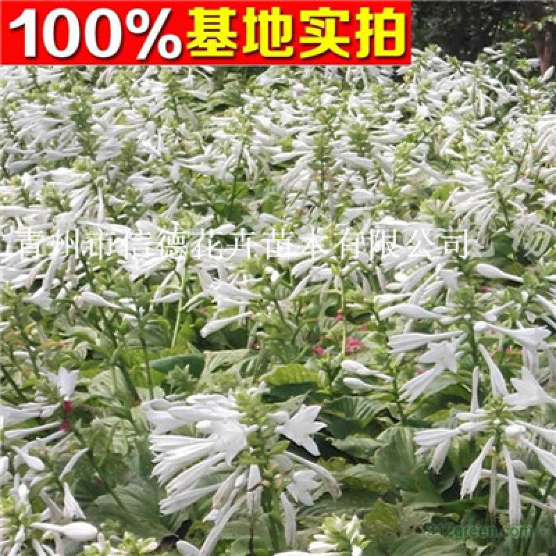 白花玉簪，规格齐全，一手货源，大量有货，基地直发