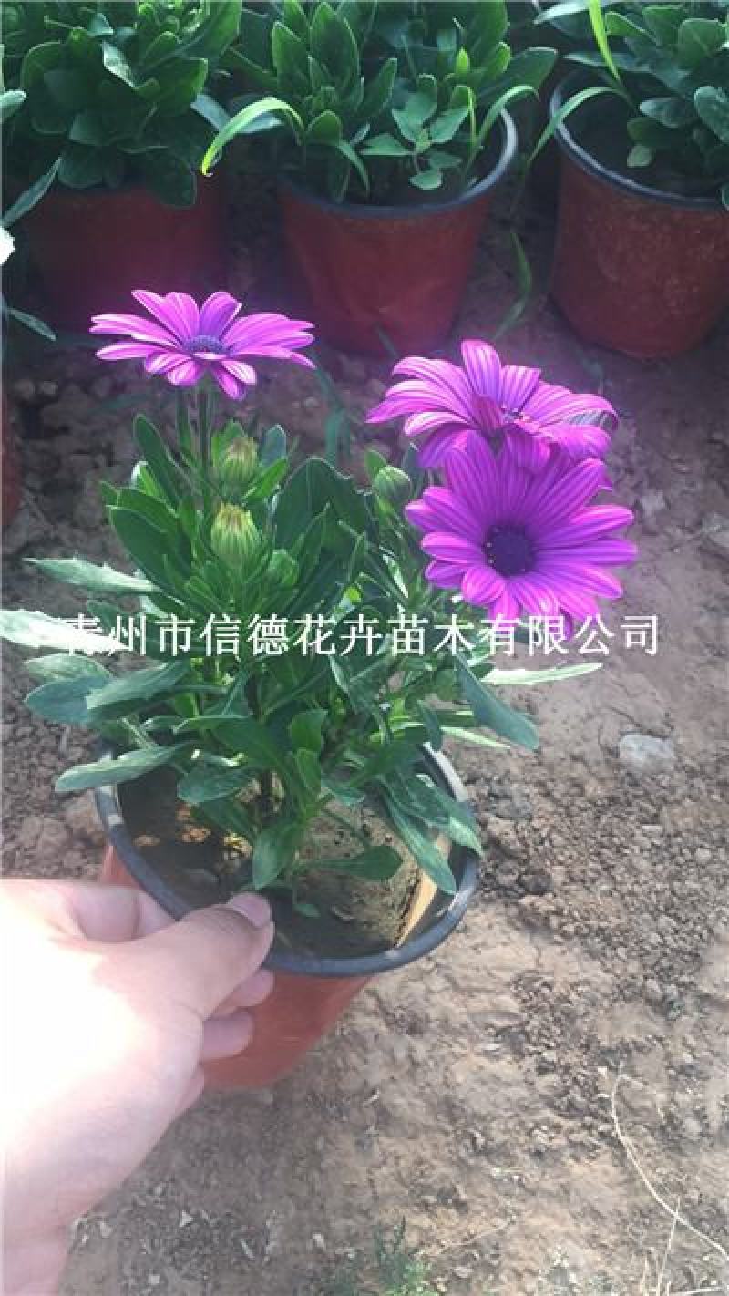 南非万寿菊，价格实惠，一手货源，大量有货，基地直发