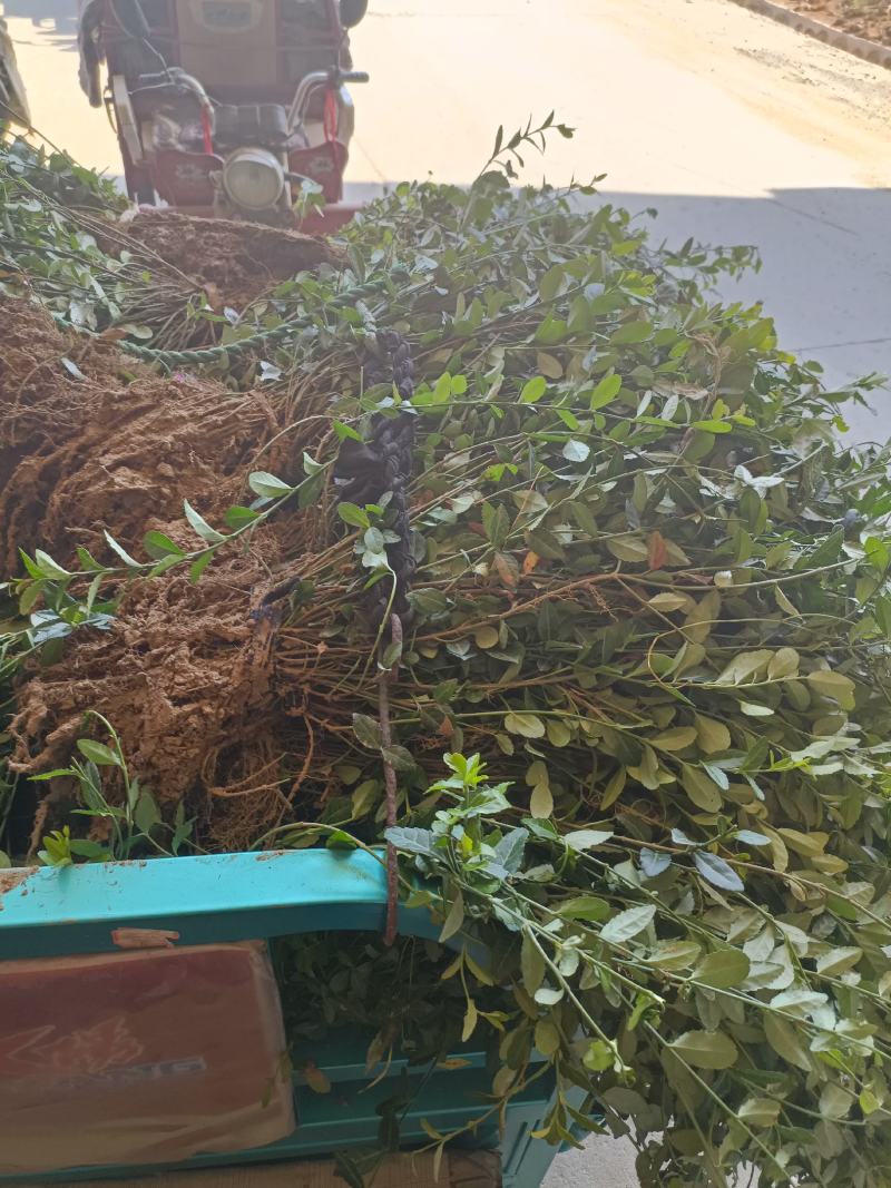 出售爬行卫矛40公分小叶付芳藤价格卫矛树苗种植基地